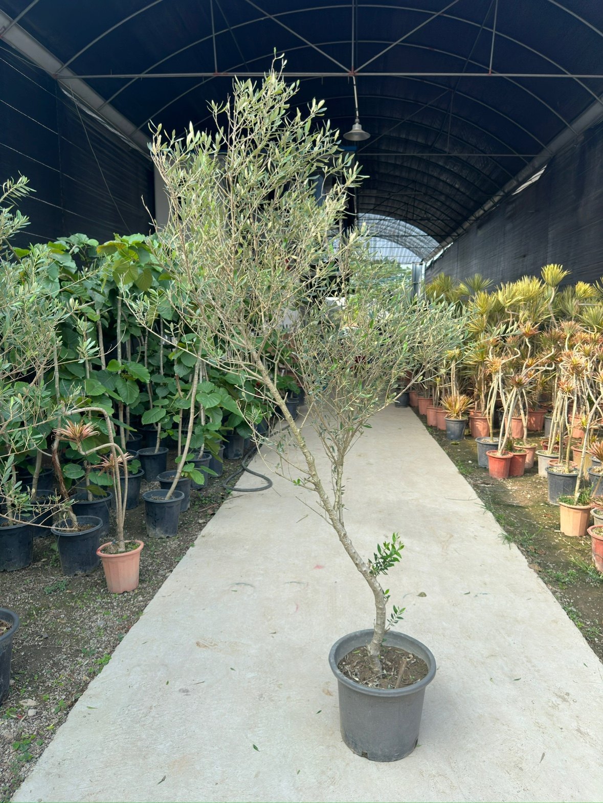 油橄榄造型树植物