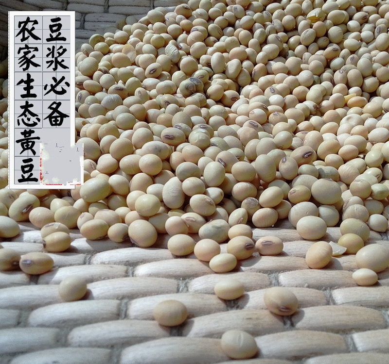 自产小黄豆 打豆浆专用 笨豆子老品种大豆天然发豆芽