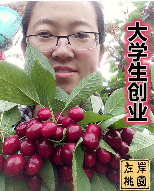 南北方种植嫁接苗樱桃树车厘子