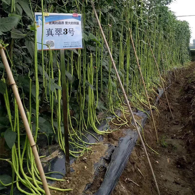 豆角种籽大全四季豆长豇豆摘不败