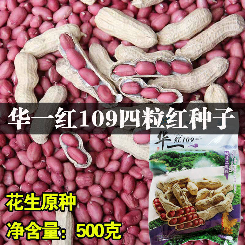 华一红109 优质四粒红花生种抗旱抗涝浓香型红皮花生种子正品