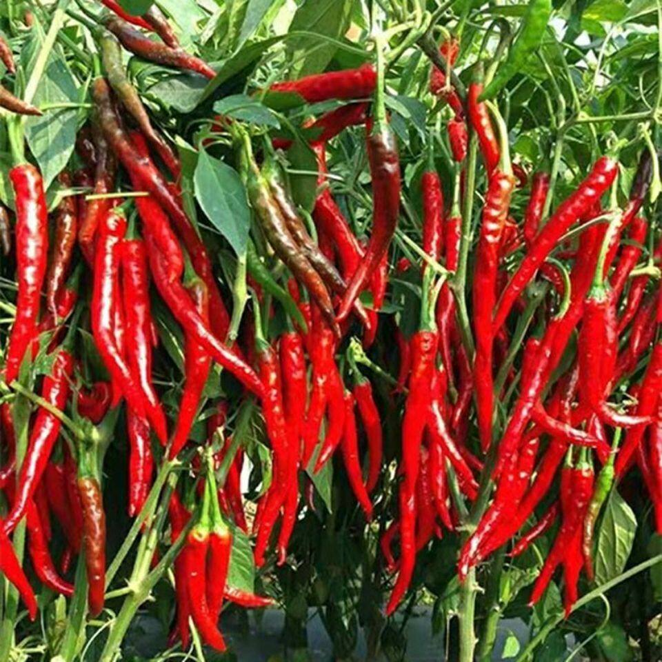 川椒朝地椒一号朝天椒类型辣椒种子干制辣椒高产优质超红辣椒种子
