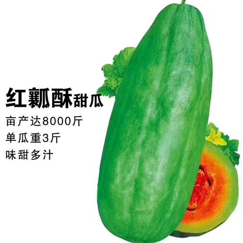 一窝蜂梢瓜红壤酥瓜免整枝