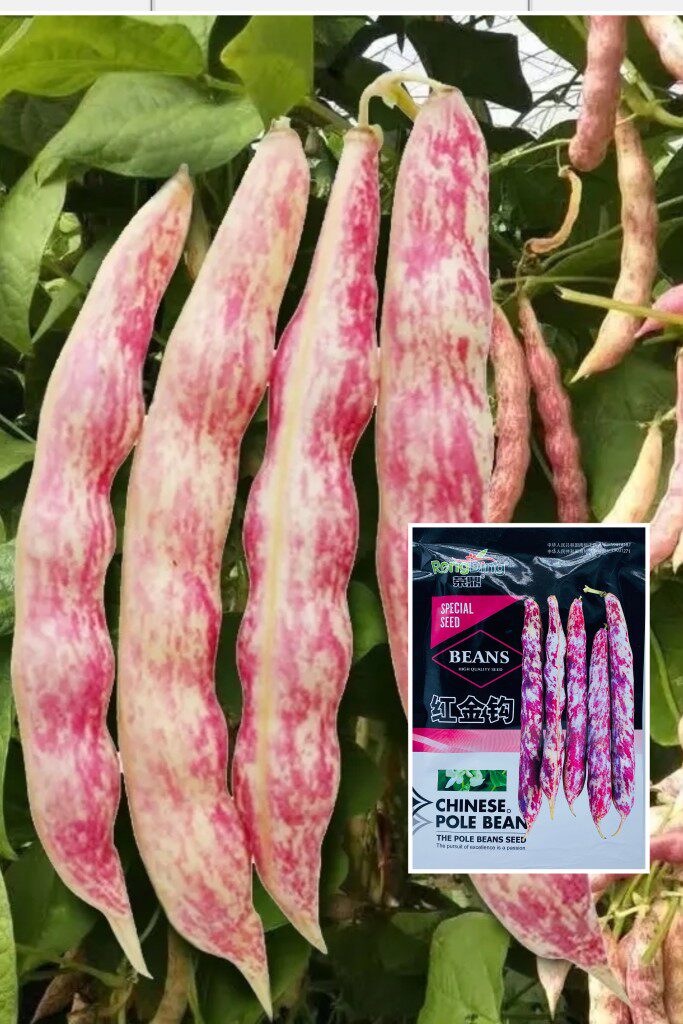 东北黄金勾红金钩豆角架豆种子高产油豆角芸豆籽沟扁豆春季蔬菜孑
