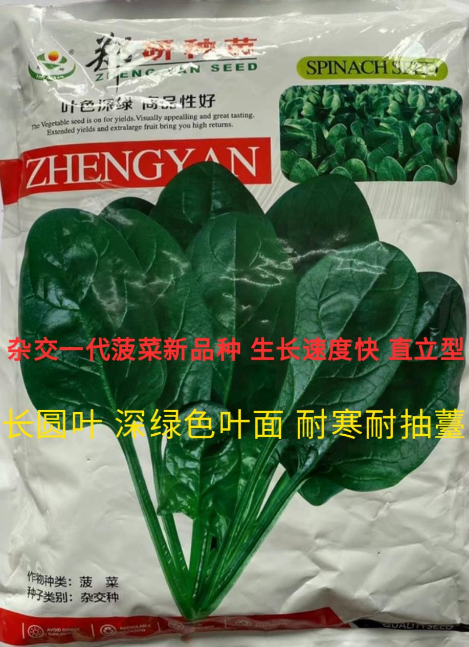 郑研种苗黑钻202菠菜种子直立型长圆叶抗强基地专用良种2KG