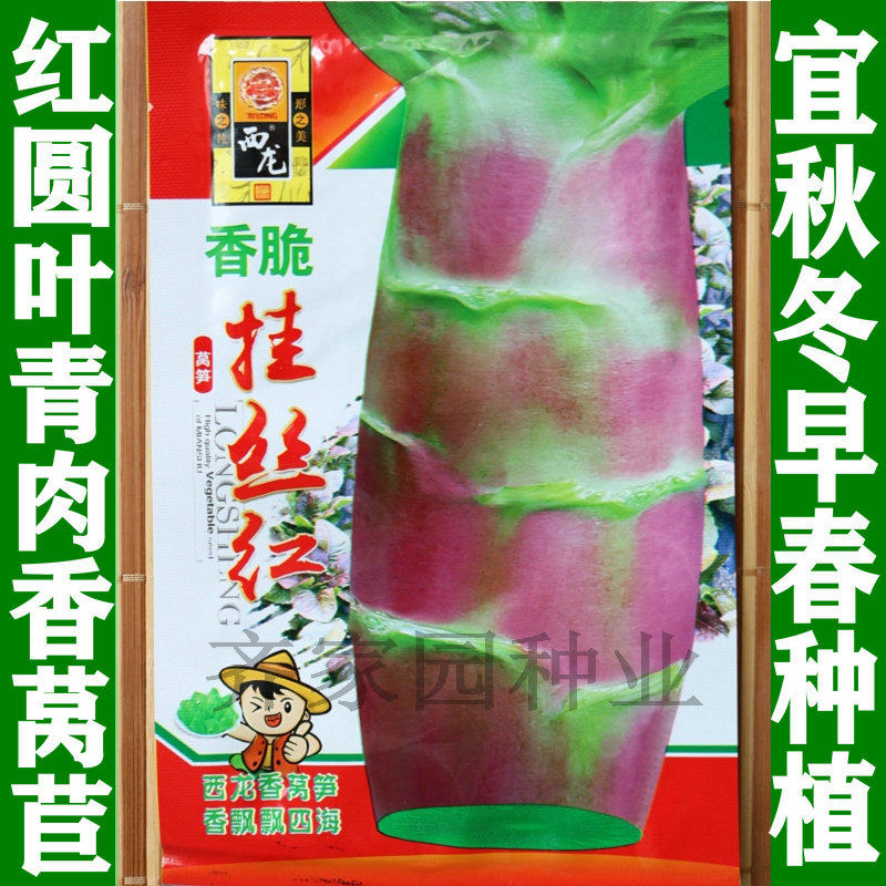 蔬菜圆叶紫皮耐寒冬季种植莴笋