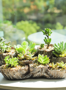 树根盆景多肉植物大号创意个性仿木多口多洞多肉花盆景观肉肉拼盘