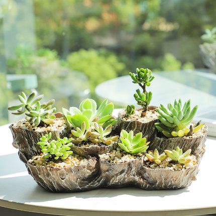 树根盆景多肉植物大号创意个性仿木多口多洞多肉花盆景观肉肉拼盘