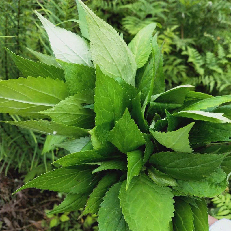 重庆露天野生新鲜现摘野菜苦菜苦丁菜酱败菜野菜包邮