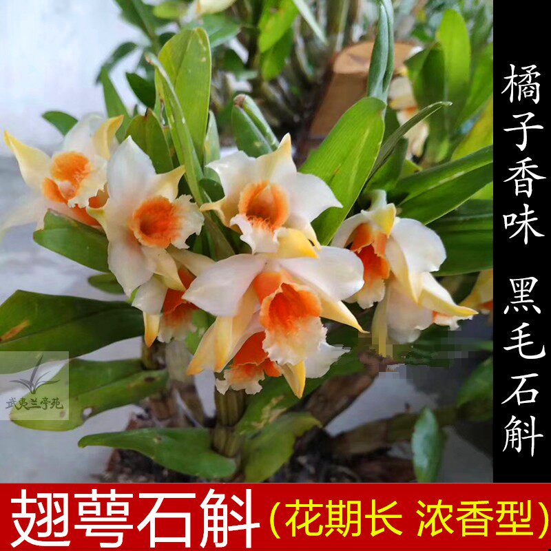翅萼石斛带花苞浓香型石斛花食用黑毛石斛翅鄂丛苗室内盆栽绿植物