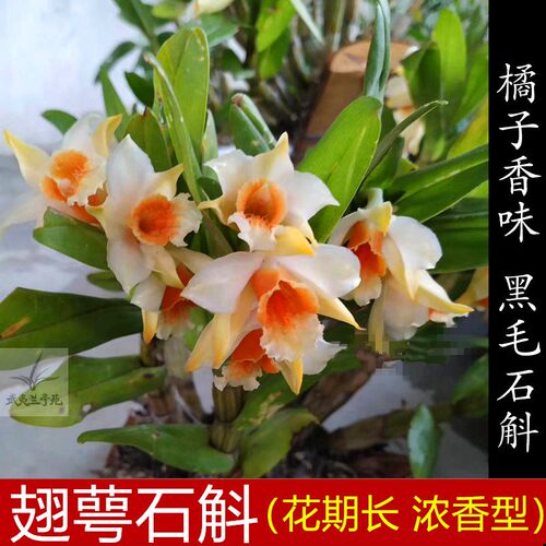 翅萼石斛带花苞浓香型石斛花食用黑毛石斛翅鄂丛苗室内盆栽绿植物