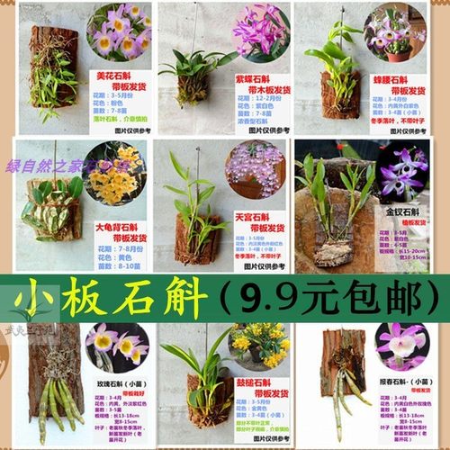 石斛盆栽 带花苞  带板栽好 铁皮鼓槌金钗叠鞘石斛兰花卉绿植包邮