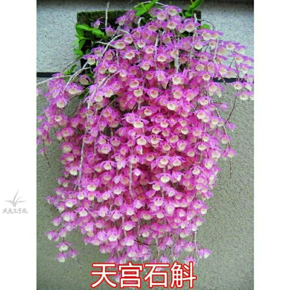 带花苞浓香型石斛兰兰花室内春天图片