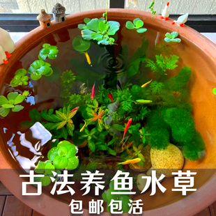 古法养鱼材料净化水质无泥水草造景套餐绿九冠绿菊蜈蚣草芙蓉浮萍