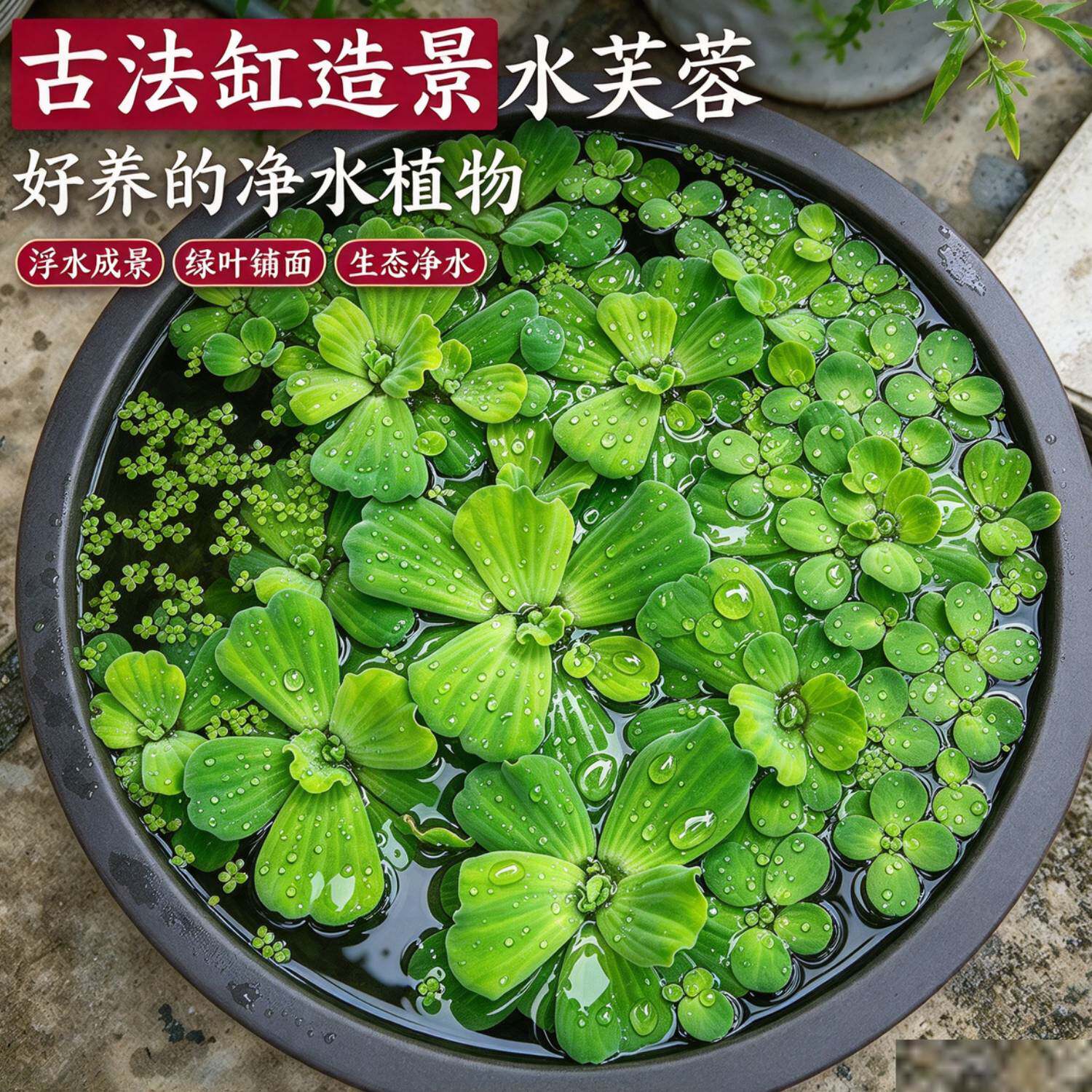 浮水植物水芙蓉 古法养鱼绿植 庭院池塘水族箱水面装饰好养水草