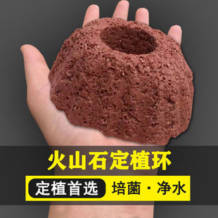 水草火山石定植环固定神器懒人全套装绿水培专用组合沉底培菌底座