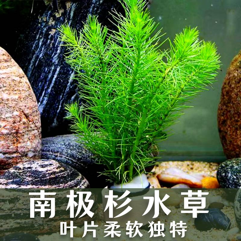 淡水水草造景水族箱鱼缸后景阴性有茎活水草泥沉木造景水草南极杉-封面