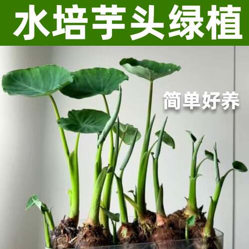 水培芋头懒人盆栽净化水质