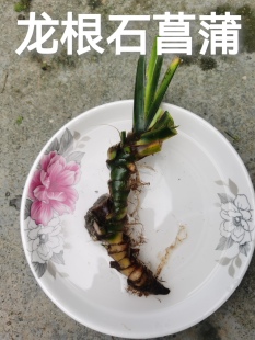 老龙根石菖蒲水培水生植物盆栽花卉草庭院池塘微造景观绿植室内外