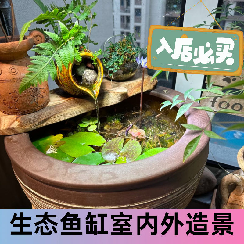 鱼缸造景水草水培植物龟缸