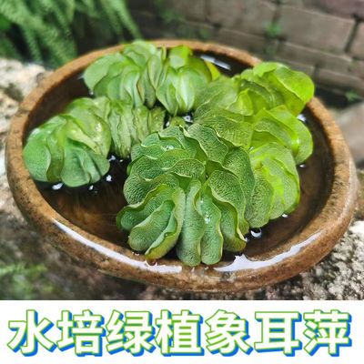 象耳朵水培植物和鱼共养