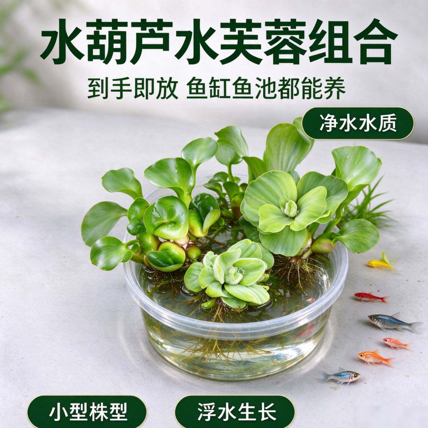 水草 水芙蓉  水葫芦  鱼缸水面浮草 吸收氨氮减少藻类好养活