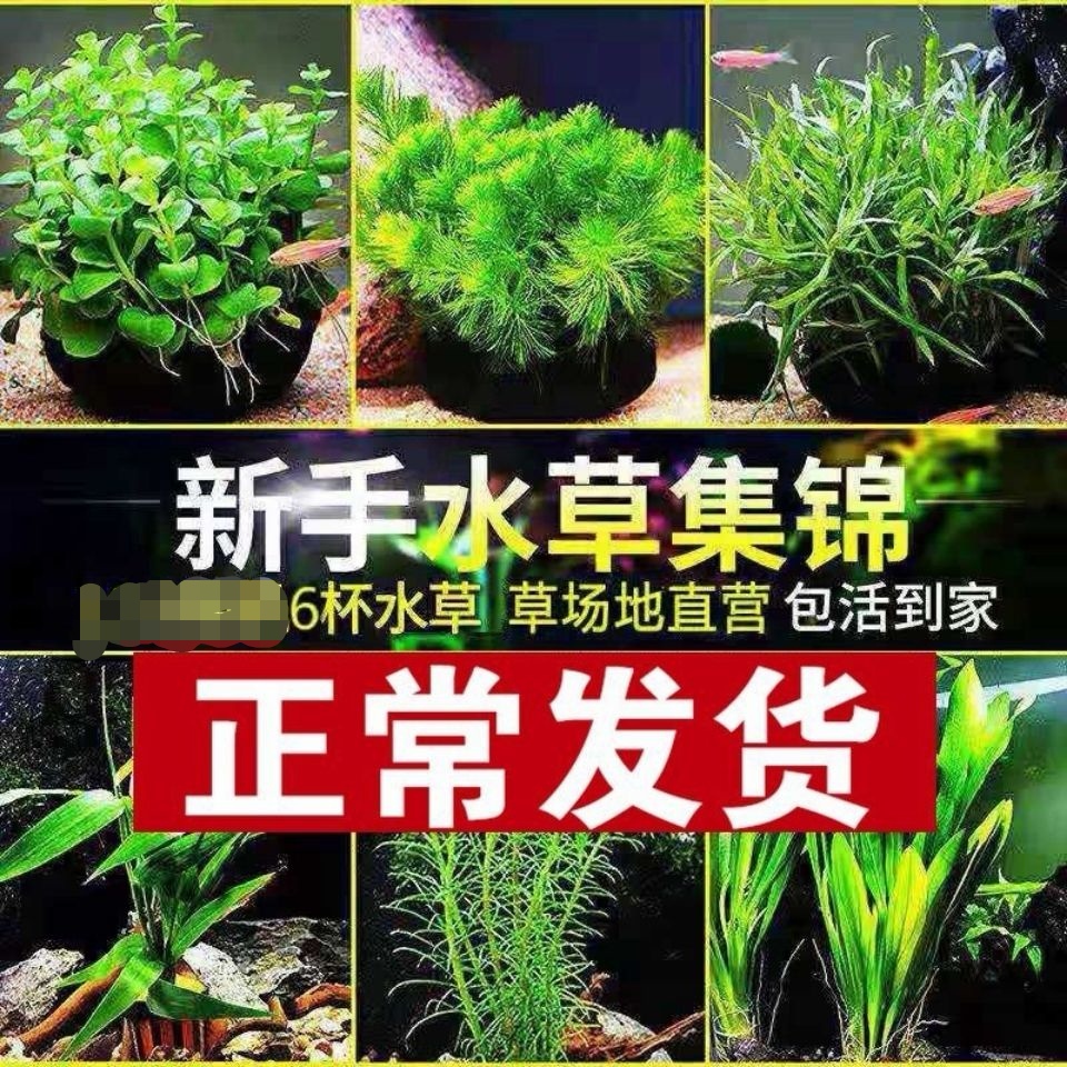 新手懒人水草套餐好养耐活真水草植物绿菊大叶绿九冠鱼缸水草造景