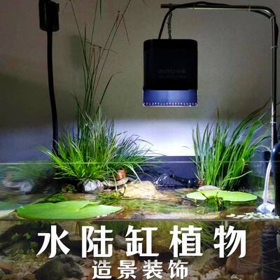 挺水植物龟缸鱼缸净化水质便宜啦