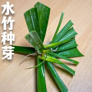 水竹芽子水生水培植物水竹盆栽棕竹鱼缸池塘净化水质旱伞风车草苗