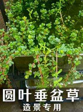 圆叶垂盆草阳台客厅书房古法养鱼