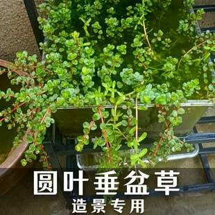 小圆叶垂盆草盆栽可水培古法养鱼造景阳台客厅书房好养活特色绿植