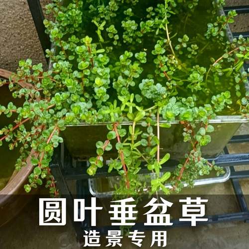 圆叶垂盆草阳台客厅书房古法养鱼