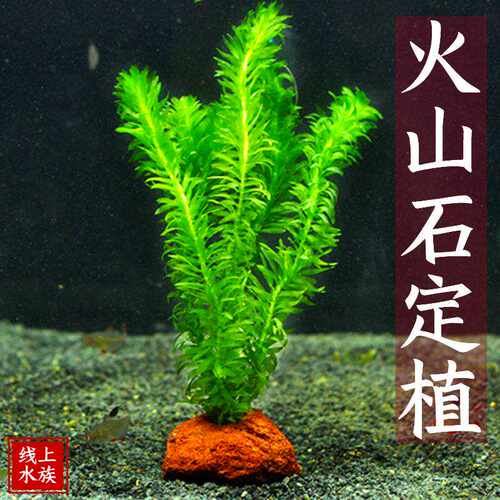 绿菊鱼缸懒人水草造景火山石水草