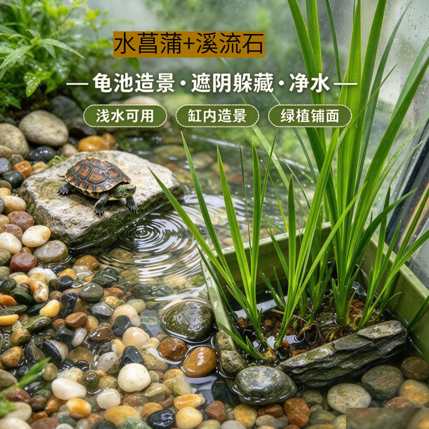 水菖蒲 + 溪流小石头组合 阳台塑料箱盆栽 浅水缸造景净水绿植