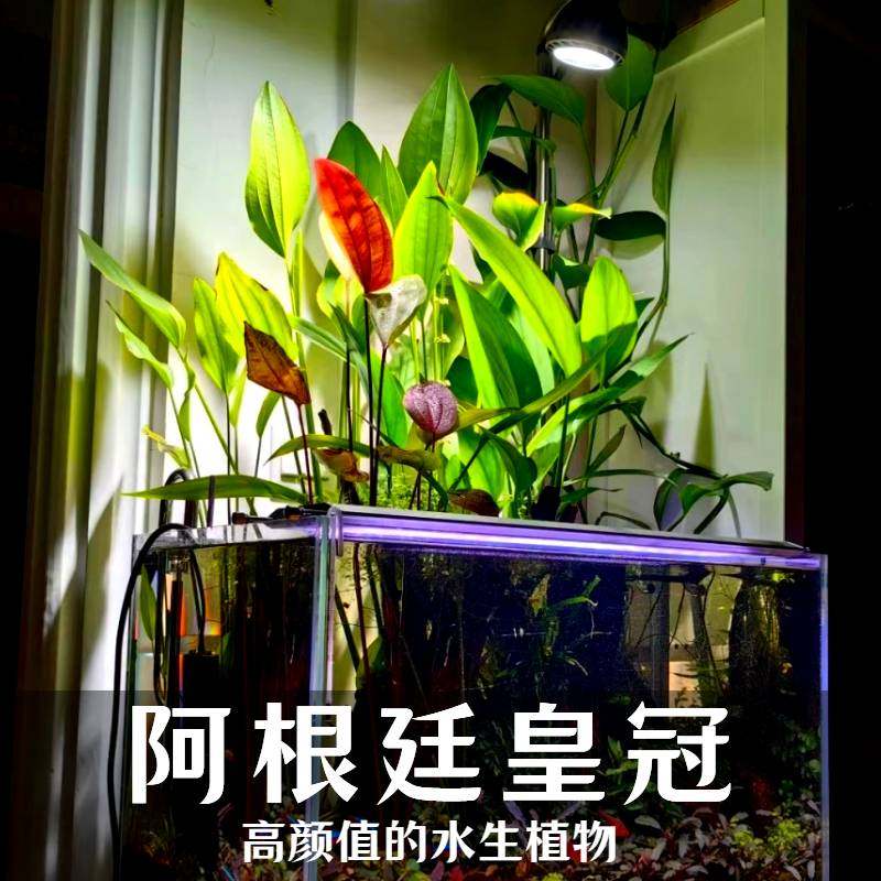 阿根廷皇冠水草泽泻科水培绿植淡水懒人水陆缸雨林缸造景挺水植物