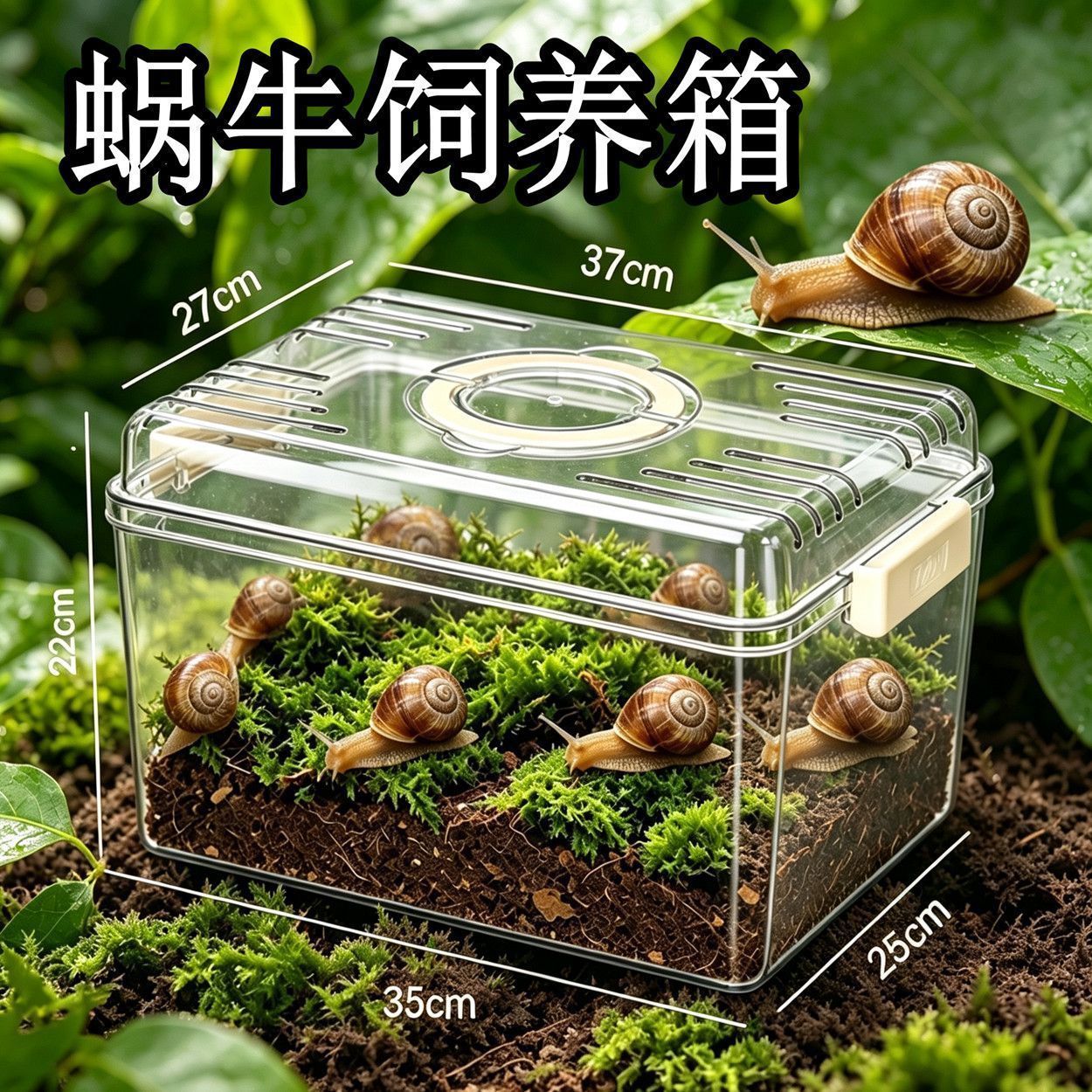 白玉蜗牛饲养盒蜗牛宠物学生科学爬宠缸/箱