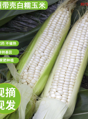 贵州白糯玉米棒新鲜带皮贵阳老品种苞谷生的不甜农家本地包谷减重