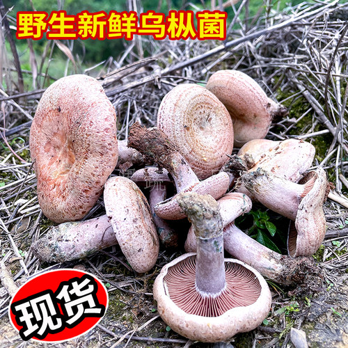 新鲜乌枞菌黄枞菌紫花菌谷熟菌