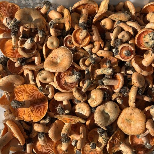 贵州野山菌新鲜谷熟黄枞菌乌枞菌