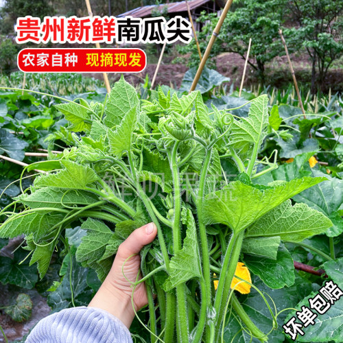 贵州新鲜蔬菜南瓜尖嫩瓜苗
