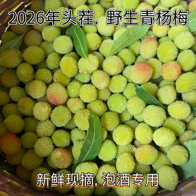 贵州特产野生青杨梅新鲜水果泡酒当季现摘现发