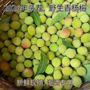 贵州特产野生青杨梅新鲜水果泡酒当季现摘现发