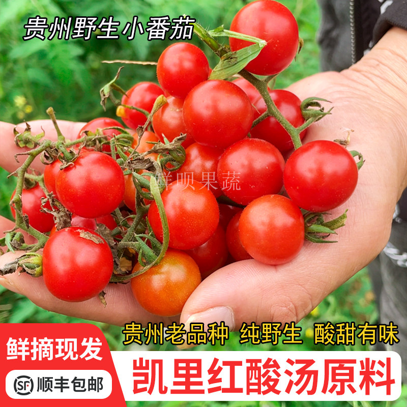 贵州特产新鲜野生番茄秧苗酸甜小西红柿天然毛辣果孕妇酸汤原料