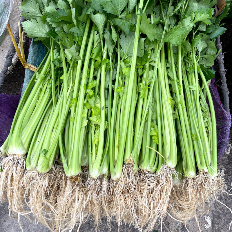 贵州农家自种新鲜芹菜小芹菜香芹薄芹旱芹西芹香减脂蔬菜现摘现发