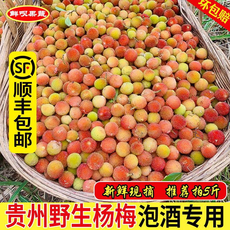 贵州农家现摘野生小杨梅 泡酒专用 泡沫箱加冰袋顺丰直达