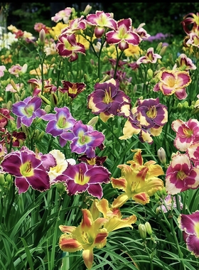 萱草花苗忘忧草盆栽多年生进口四季南北方耐寒耐热植物花卉苗耐旱