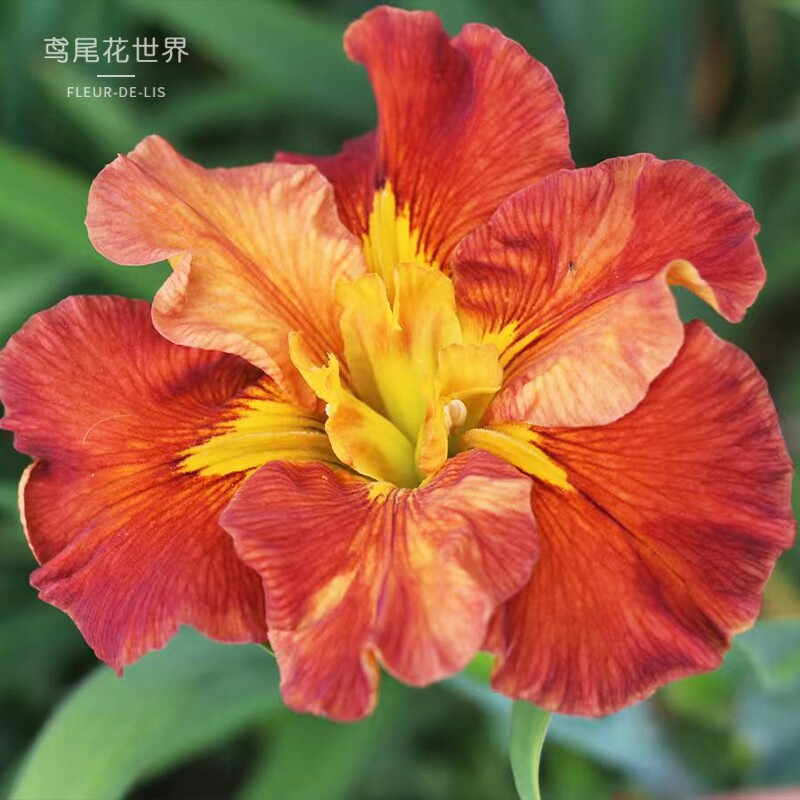 25年新品进口鸢尾花皮实好养懒人