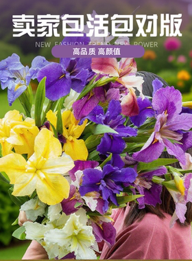 鸢尾花苗庭院花坛四季别墅植物盆地栽宿根美国常青绿水生培鲜花