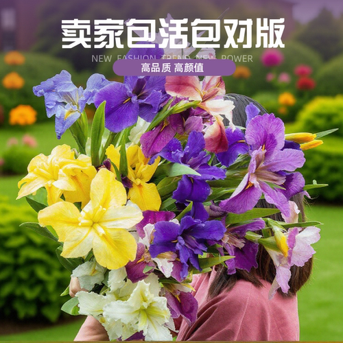 鸢尾花苗庭院花坛四季别墅植物盆地栽宿根美国常青绿水生培鲜花