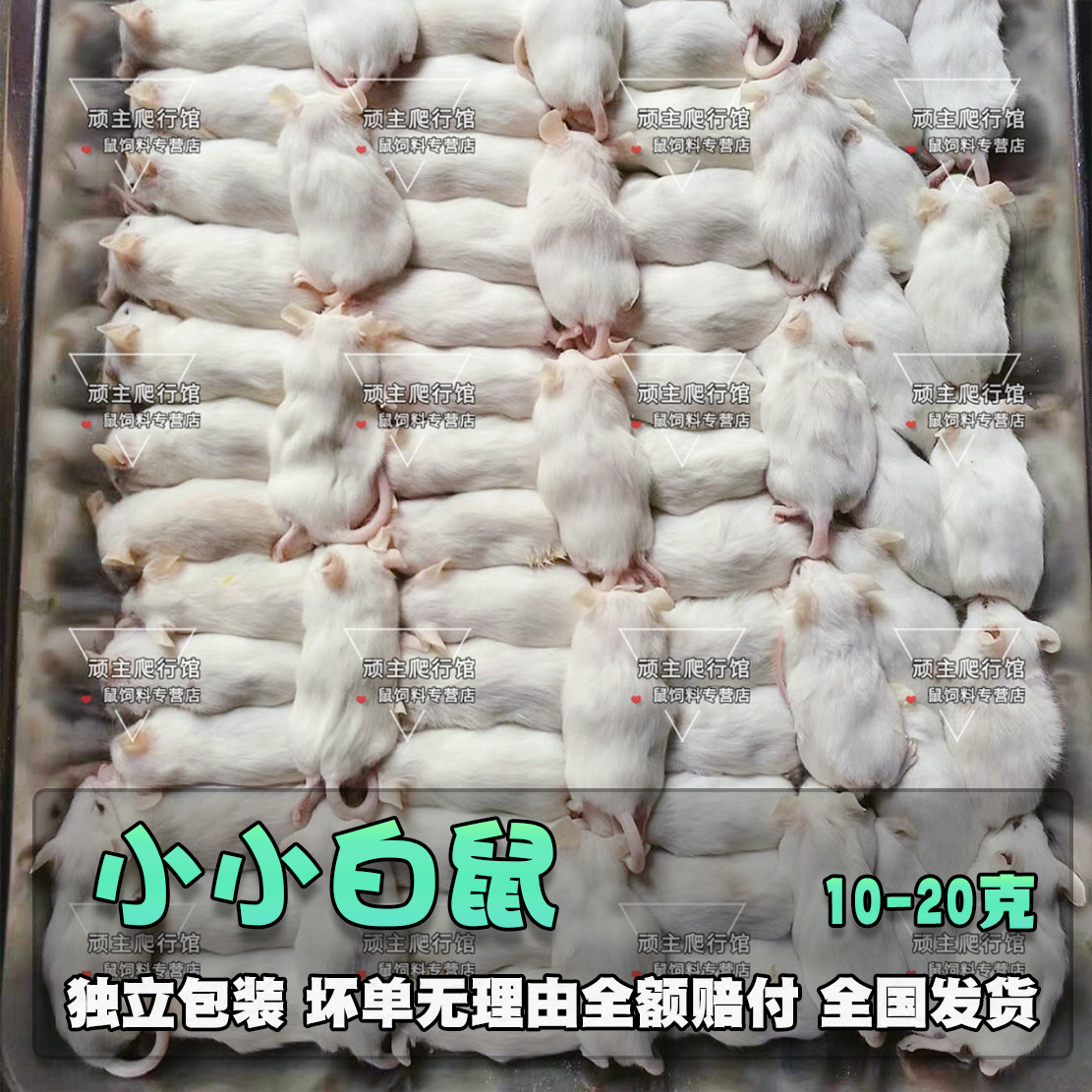 冷冻小白乳鼠爬虫食物宠物包邮饲料|msdalam kategori haiwan peliharaan/makanan haiwan dan bekalan, Reptilia/Serangga dan bekalan Ming, Reptilia/Serangga makanan Ming - dari Buy2taobao.com untuk memberikan perkhidmatan ejen Taobao profesional membeli
